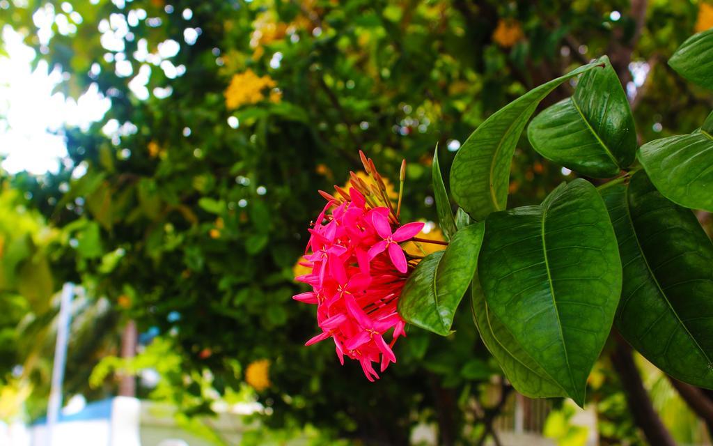 La Due Thulusdhoo Hotel Exterior photo